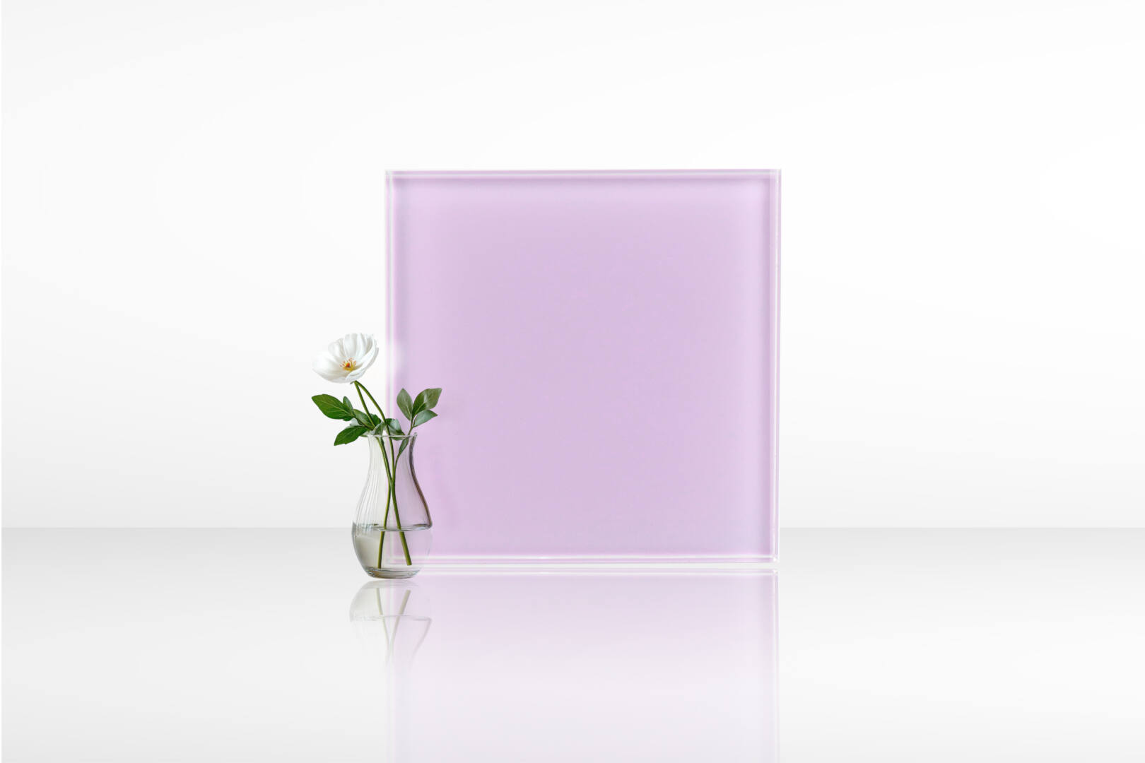 ดอกตะแบก 02